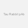 Tau Rabbit pAb